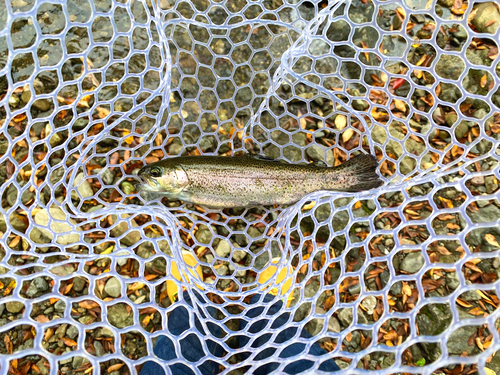 ニジマスの釣果