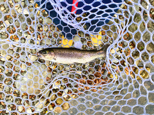 ニジマスの釣果