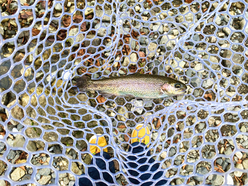 ニジマスの釣果