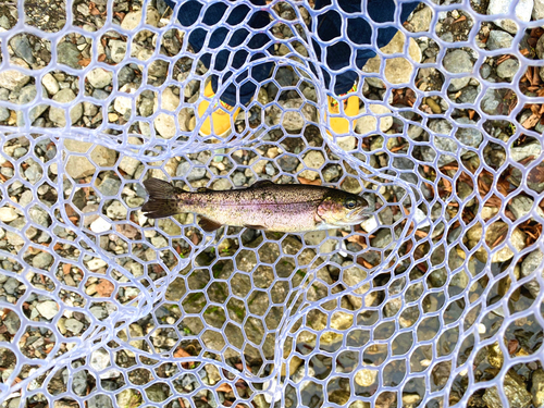 ニジマスの釣果