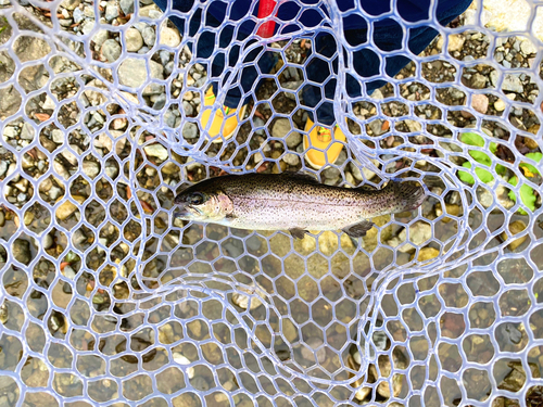 ニジマスの釣果