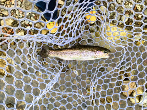 ニジマスの釣果