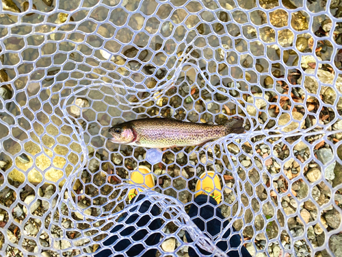 ニジマスの釣果