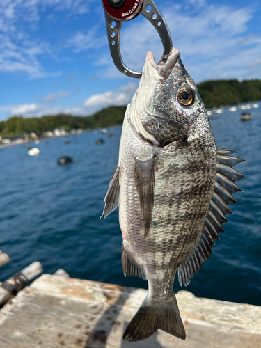 クロダイの釣果