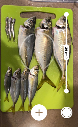 アジの釣果