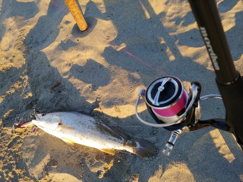 ニベの釣果