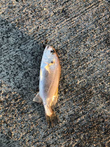 イシモチの釣果