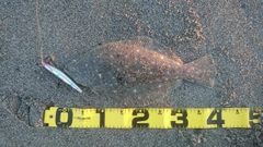 ヒラメの釣果