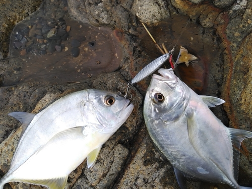 メッキの釣果