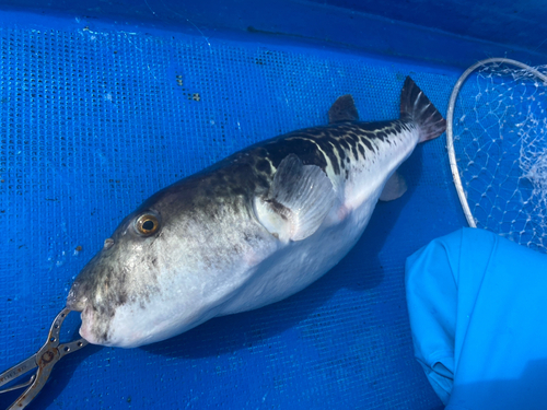 トラフグの釣果