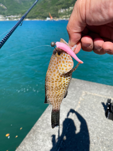 オオモンハタの釣果