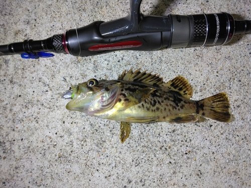 クロソイの釣果