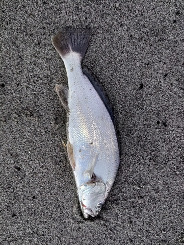 ニベの釣果