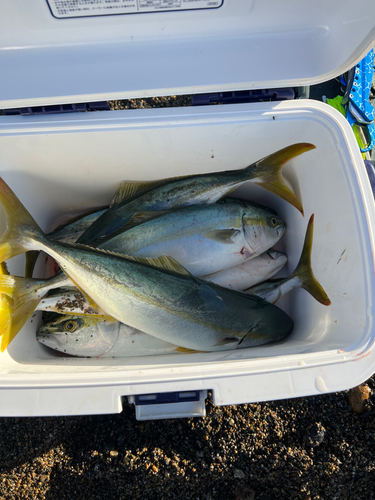 イナダの釣果