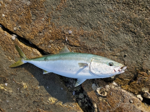 ハマチの釣果