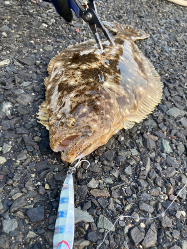 ヒラメの釣果