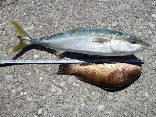 ヤズの釣果