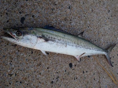 サゴシの釣果