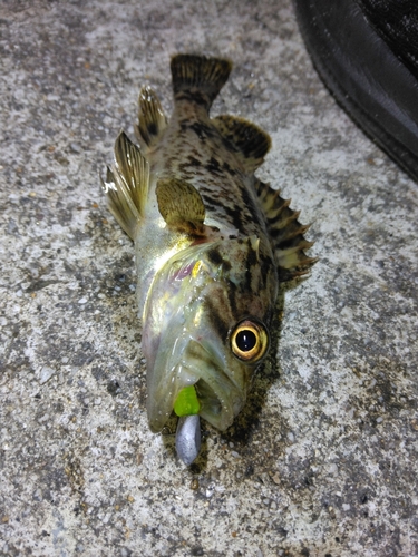 クロソイの釣果