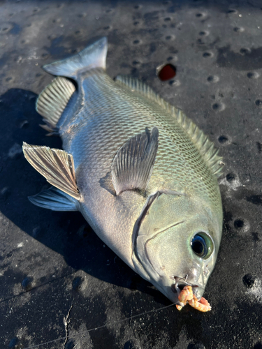 グレの釣果