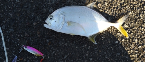 メッキの釣果