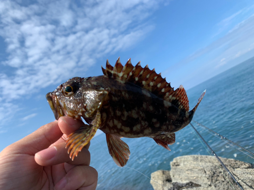 カサゴの釣果