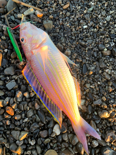 イトヨリダイの釣果