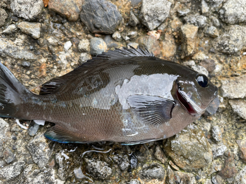 メジナの釣果