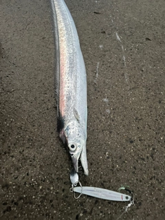 タチウオの釣果