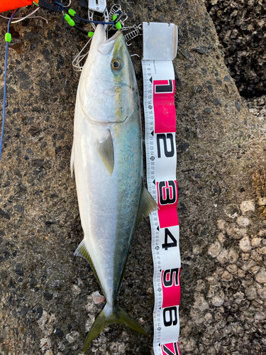 ハマチの釣果