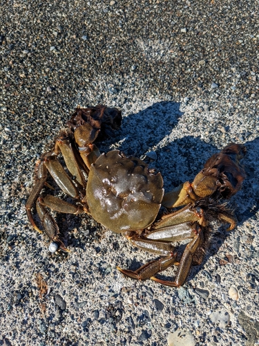 カニの釣果