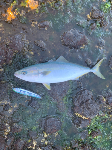 イナダの釣果