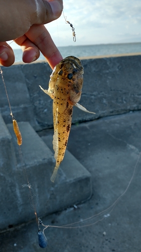 ハゼの釣果