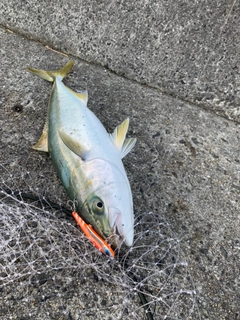 メジロの釣果