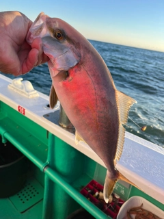 カンパチの釣果