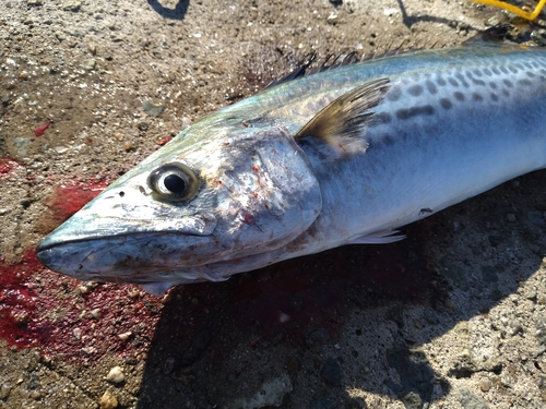 サゴシの釣果