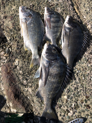 チヌの釣果