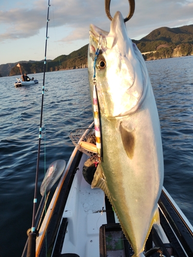 ワラサの釣果