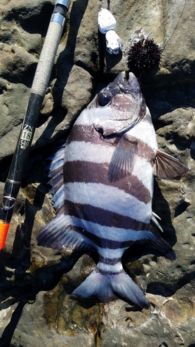 イシダイの釣果