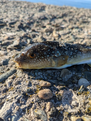 クサフグの釣果