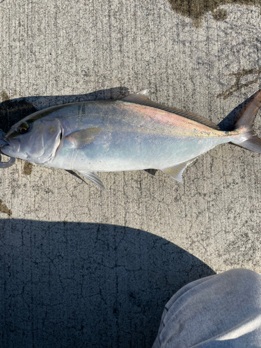 シオの釣果