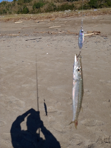 カマスの釣果