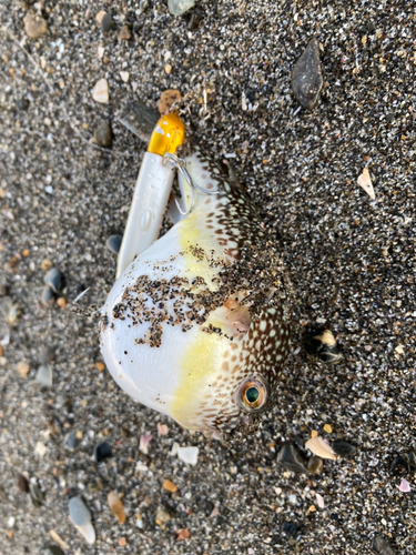 コモンフグの釣果