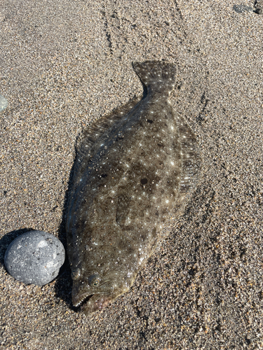 ソゲの釣果