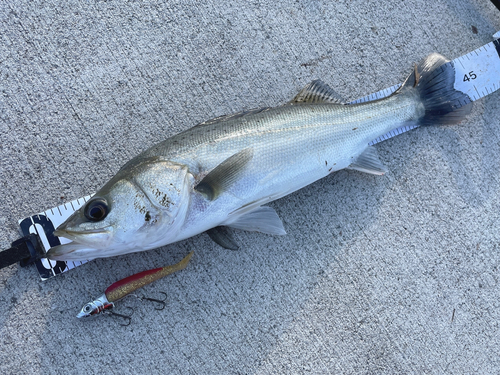 シーバスの釣果