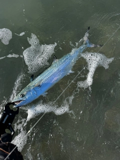 サゴシの釣果