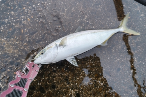 ワカシの釣果