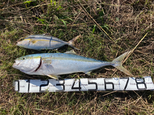 ブリの釣果