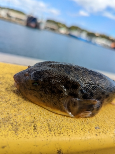 アカメフグの釣果