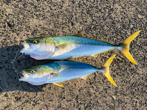 ブリの釣果